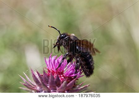 A violet carpenter bee (Xylocopa violacea) on a thistle flower.
