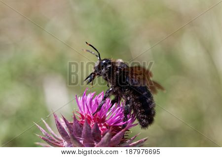 A violet carpenter bee (Xylocopa violacea) on a thistle flower.