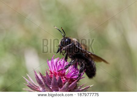 A violet carpenter bee (Xylocopa violacea) on a thistle flower.