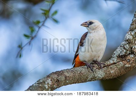 White-headed Buffalo Weaver or Dinemellia dinemelli perched on a branch in Serengeti National Park, Tanzania