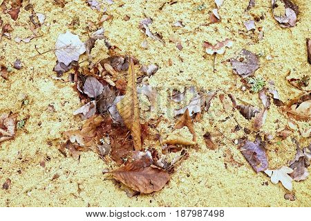 Autumn leaves on wet dirt sandy road. Rotten dark leawes on sand ground sandbox.