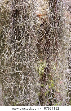 close up tillandsia usneoides plant in nature garden