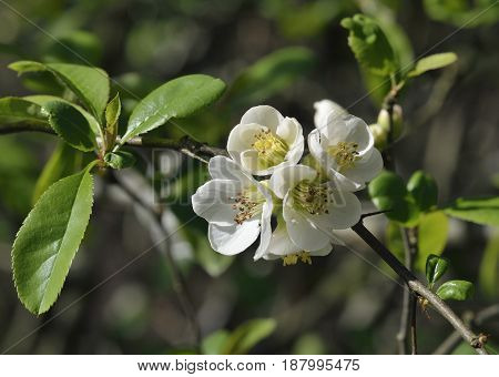 Japanese Quince