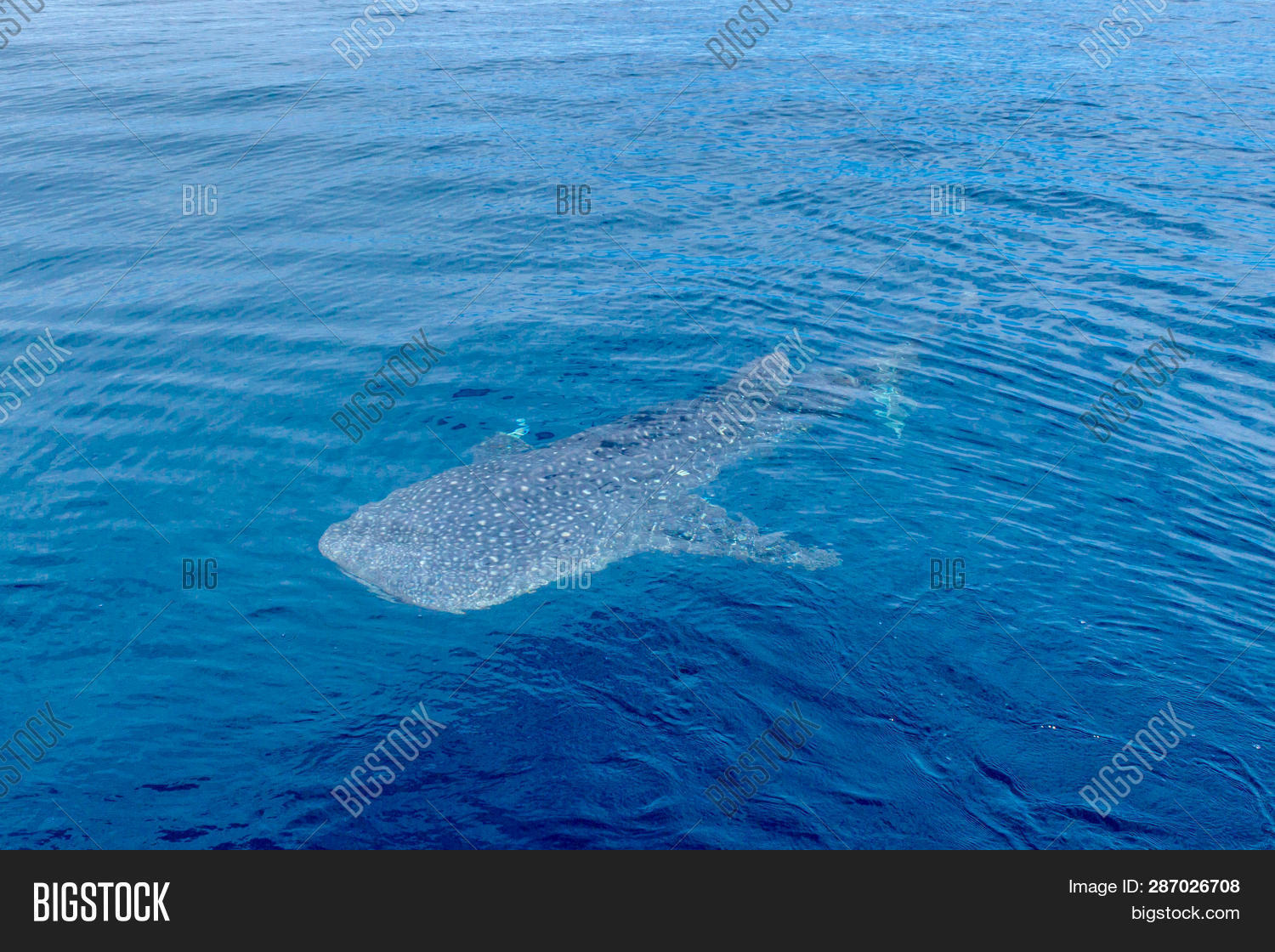 Small Baby Whale Shark Image & Photo (Free Trial) | Bigstock