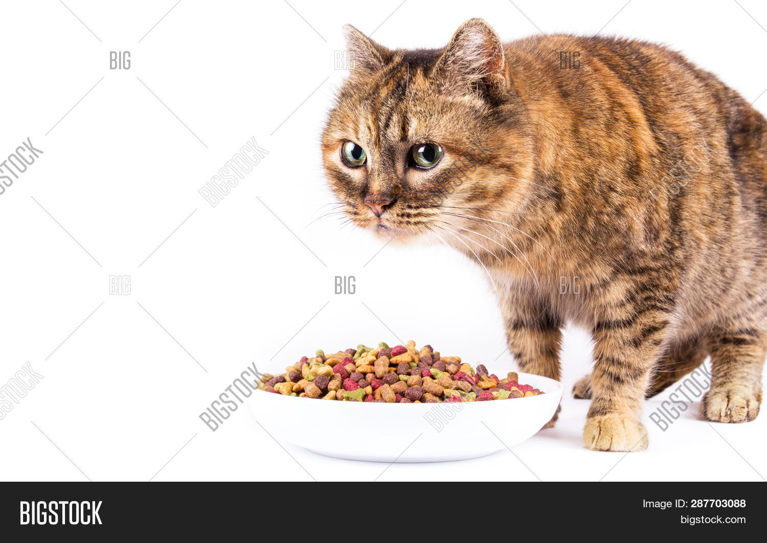 Old Cat Eating Feed. Image & Photo (Free Trial) Bigstock