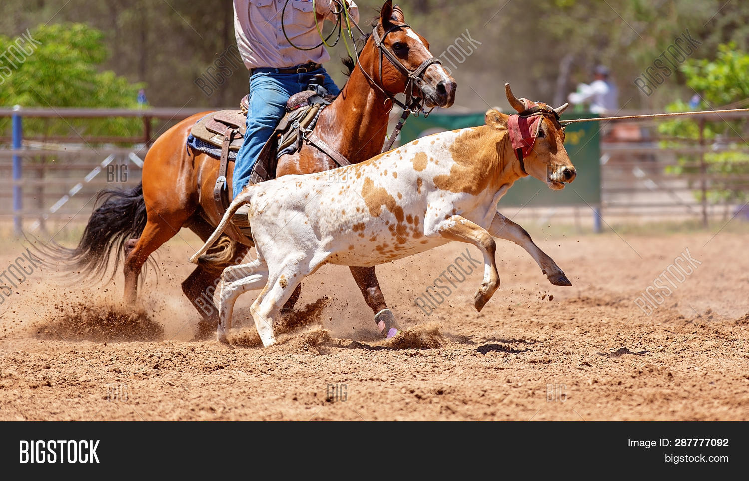 Calf Getting Roped Calf Being Roped By Image & Photo (Free Trial) | Bigstock