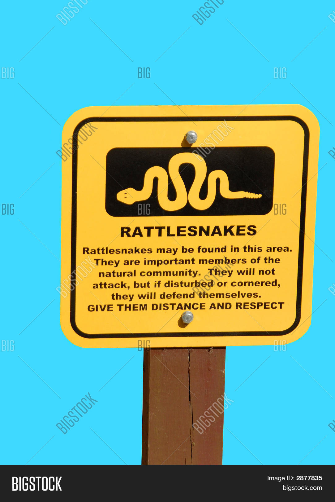 Rattlesnake Warning Image & Photo (Free Trial) Bigstock