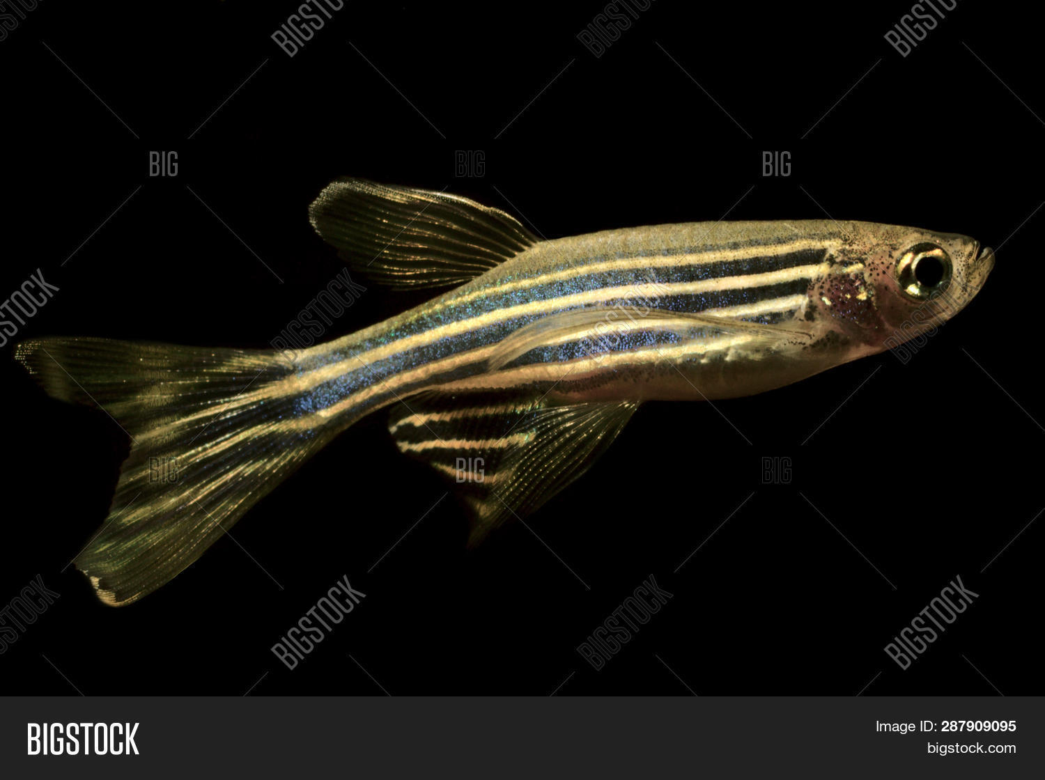 Zebrafish (danio Rerio Image & Photo (Free Trial) Bigstock