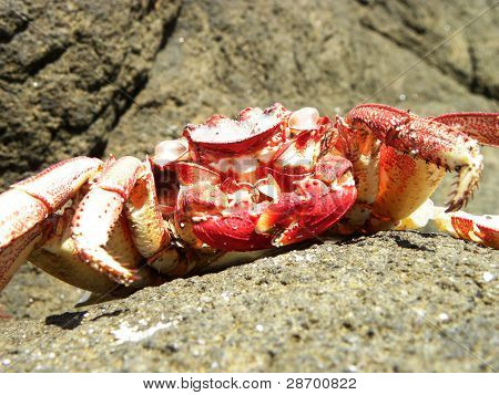 Czerwony krab na kamieniu