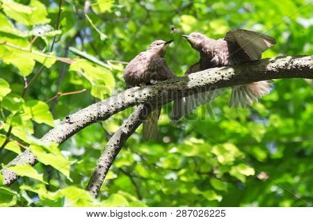 Two Chicks Sit On A Tree Branch