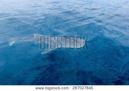 A Small Baby Whale Shark, Shot From A Boat, Nigaloo Reef Western Australia