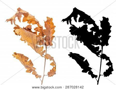 Alder Branch With Dry Leaves Isolated On White Background With Black Alpha Mask. Alnus Glutinosa Aut