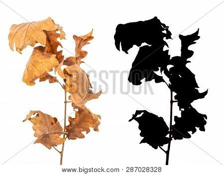 Alder Branch With Dry Leaves Isolated On White Background With Black Alpha Mask. Alnus Glutinosa Aut