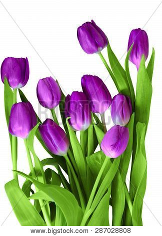 Purple Tulips Isolated On A White Background