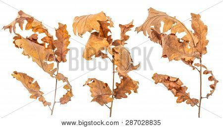 Set Of Branch Of Alder Tree With Dry Leaves Isolated On White Background . Alnus Glutinosa Autumn Le