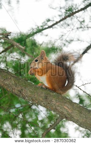 Alone Red Squirrel On The Tree Branch