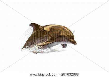Jumping Wild Speedy Bottlenose Dolphin.  Swimming Animal At White Background (no Isolated ).