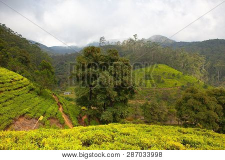 Nuwara Eliya Tea Plantation In Sri Lanka. Nuwara Eliya Is The Most Important Place For Tea Plantatio