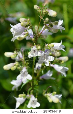Foxglove Beardtongue Husker Red - Latin Name - Penstemon Digitalis Husker Red