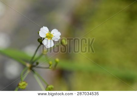 Common Water Plantain - Latin Name - Alisma Plantago-aquatica