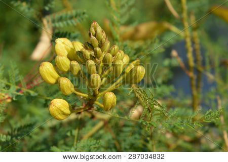 Bird Of Paradise Yellow Flower Buds - Latin Name - Caesalpinia Gilliesi (erythrostemon Gilliesii)