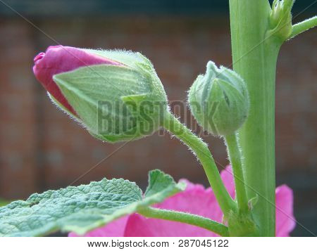 Pink Malva Silvestris. Mallow. Blooming Musk Mallowin Summer