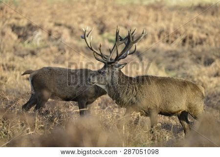 Stunning Red Deer Stag Cervus Elaphus With Majestic Antelrs In Autumn Fall Froest Landscape