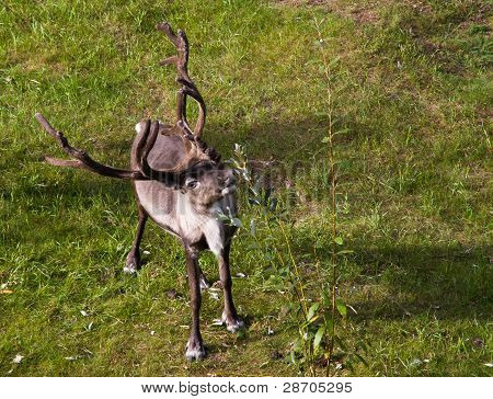 Raindeer 방목