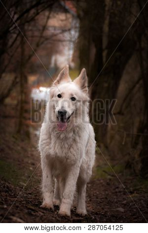 Portrait Of White Swiss Shepherd Dog, Who Is Standing In Forest, Mysterius Atmosphere