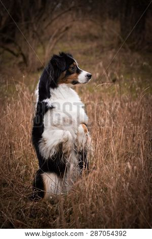Australian Shepherd Dog Is Begging In Reed. Photoshooting In Small Czech Town Kouřim.