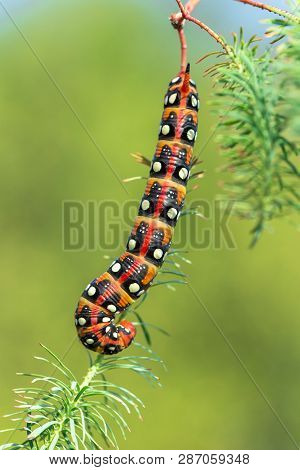 Spurge Hawk-moth Hyles Euphorbiae In Czech Republic
