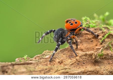 The Ladybird Spider Eresus Kollari In Defence Position