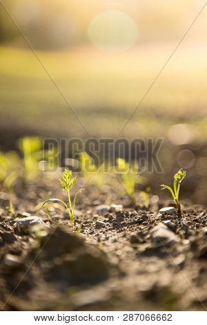 Fresh Green Plants On An Agriculture Field