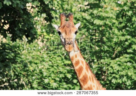 Photo Of A Giraffe's Head In The Face With A Cute Expression Of The Muzzle Close-up On A Long Neck A