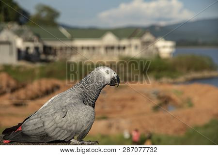 Close Up Macore Bird Parrot On Blurred Background.