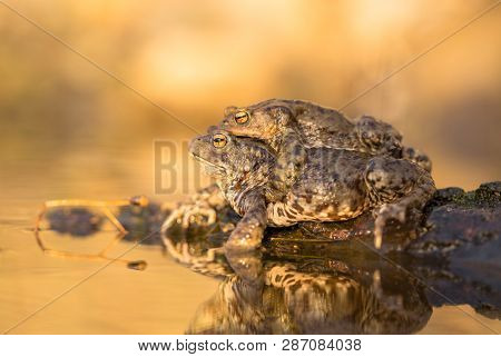 Mating Of Common Toad Bufo Bufo In Czech Republic