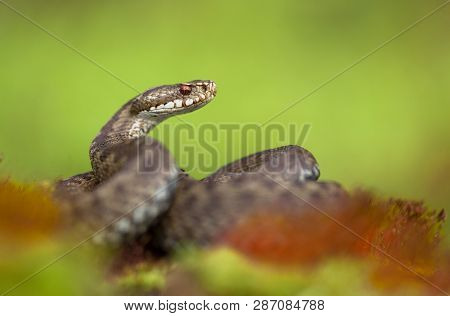 European Viper Vipera Berus In Czech Republic