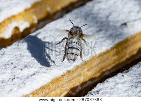 treatment bees with powder sugar dusting against warroa destructor