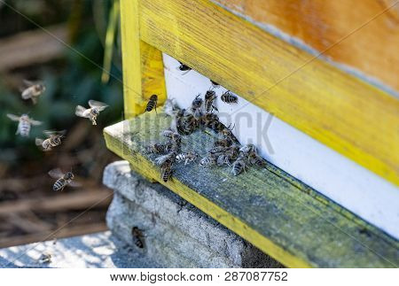 Treatment Bees With Powder Sugar Dusting Against Warroa Destructor