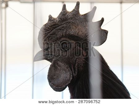Bucharest, Romania - May 31, 2018: An Ayam Cemani Black Rooster Is Exhibited At A Bird Fair In Bucha