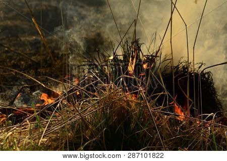 Coastal Zone Of Marsh Creek, Strong Smoke From Fire Of Liana Overgrowth. Spring Fires Of Dry Reeds D