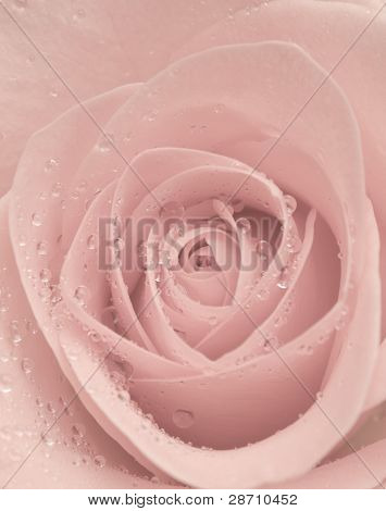Douce Rose Rose avec des gouttes d'eau