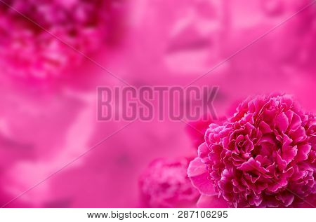 Art Photo Tree-like Peony, Tree-shaped Peony In The Garden, Peony Petals Close-up, Rose Blurred Back