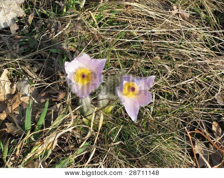 Mountain flowers