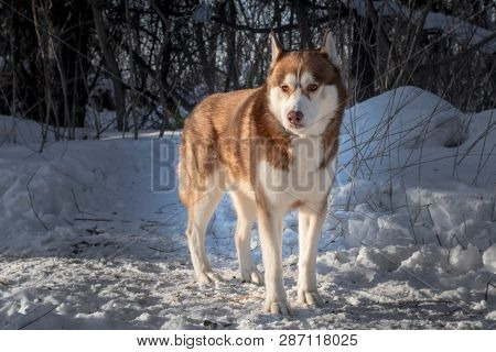 Husky Dog. Wild Beauty Siberiab Husky Dog Portrait. Winter Background