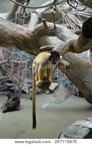 The Black-capped Squirrel Monkey (saimiri Boliviensis) Is A South American Squirrel Monkey, Found In