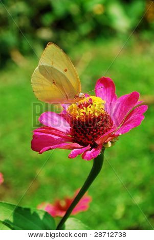 Cosmos-de-rosa flor e borboleta amarela