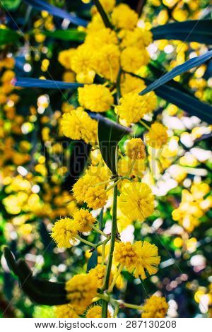 Mimosa. Blooming Mimosa Tree. Mimosa Spring Flowers Easter Background.