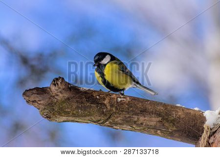 The Great Tit (parus Major) Is A Passerine Bird In The Tit Family Paridae