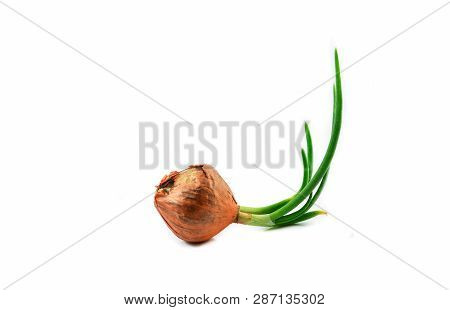 Green Seedling Spring Onion Or Bud Of Shallot Growing For Planting Isolated On White Background - Al